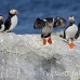 puffin_atlantic_msi_h_2015_can1132.jpg
